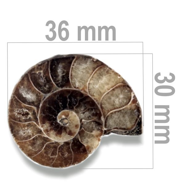 Amonit 36 x 30 mm ZKA004