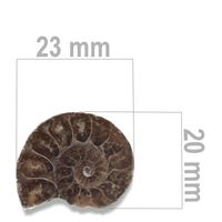 Amonit 23 x 20 mm ZKA029